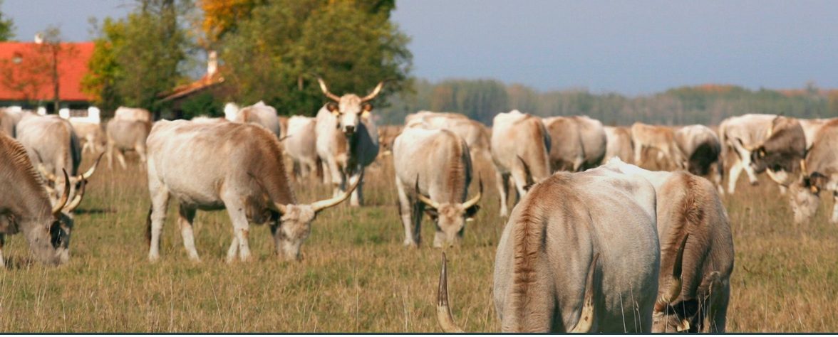 Invazív növények visszaszorítása legelő állatokkal, különös tekintettel a vizes területekre