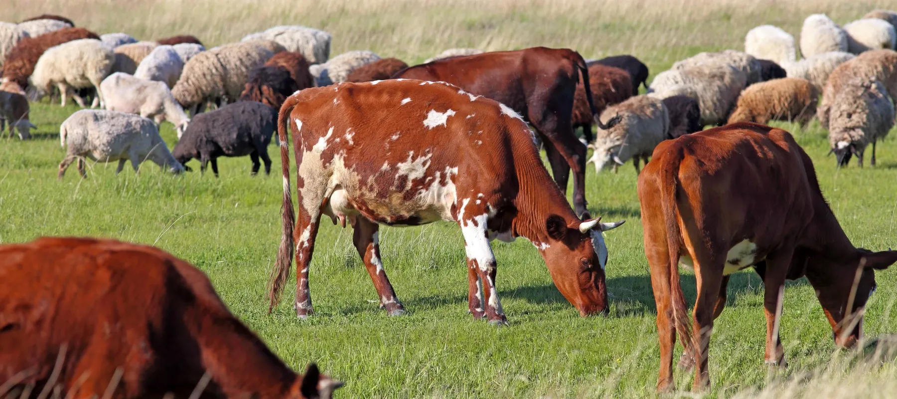 Fenntartható és versenyképes állattenyésztés: csatlakozz az EU KAP-hálózat új munkacsoportjához!